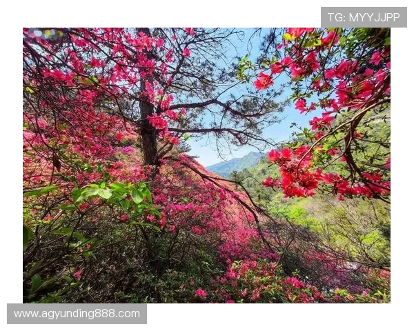 云顶山攻略：避开人流高峰的最佳时间与路线选择建议
